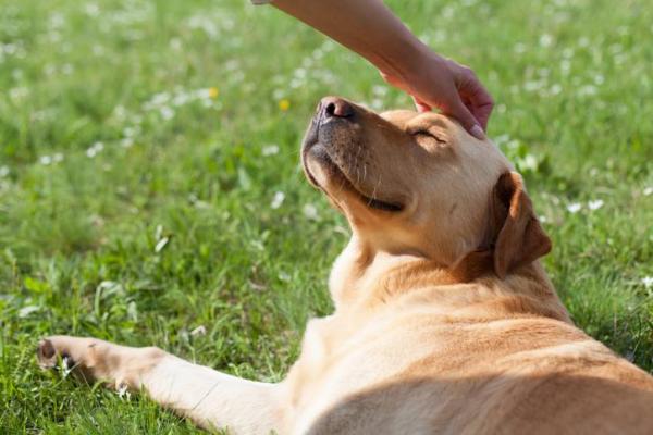 cane coricato