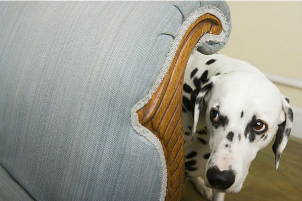 cane bianco e nero