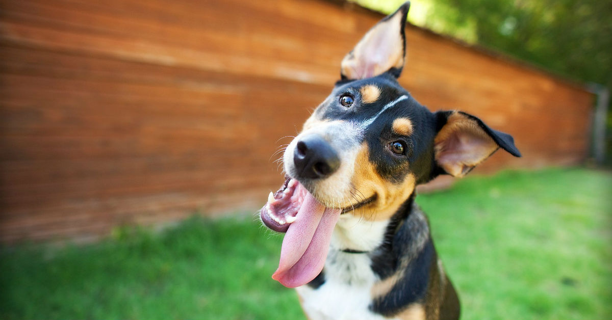 I cani riescono a sentire il battito cardiaco degli umani?