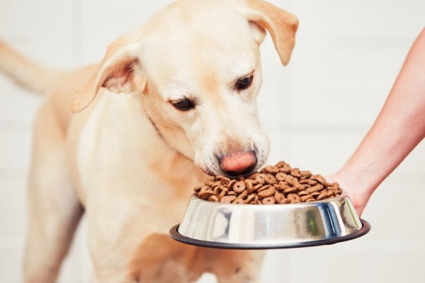 cane labrador