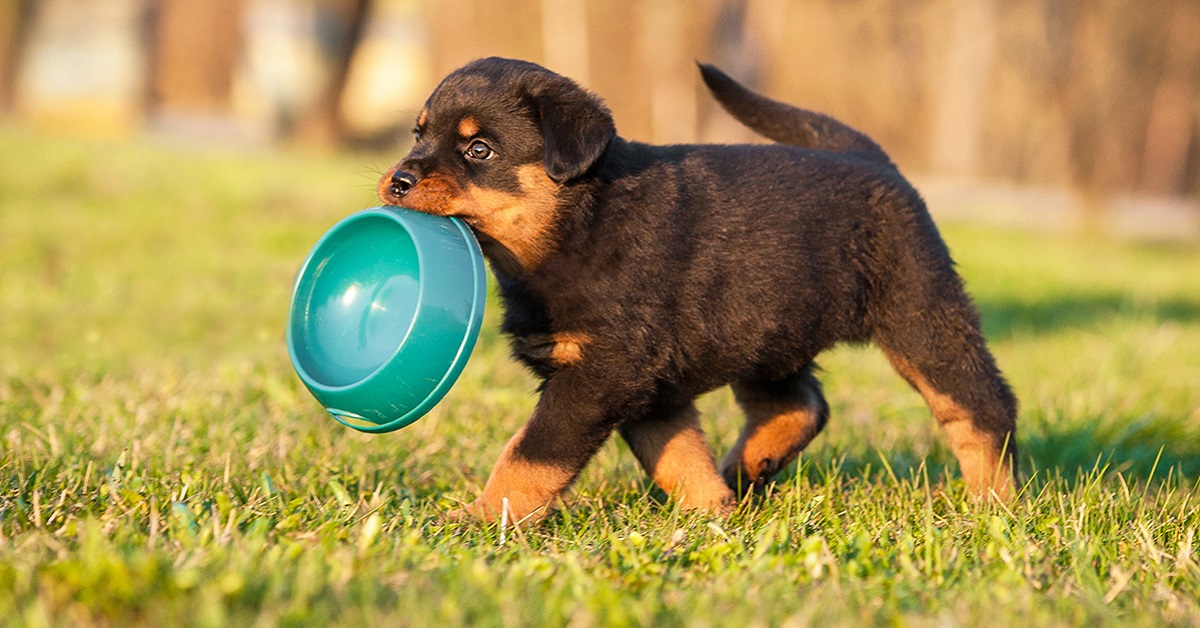 Cibo per Fido: serve un prodotto diverso per ogni età del cane?