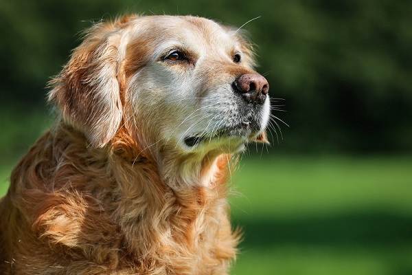 cane golden retriever