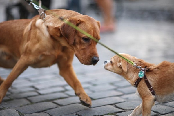 cani che si conoscono