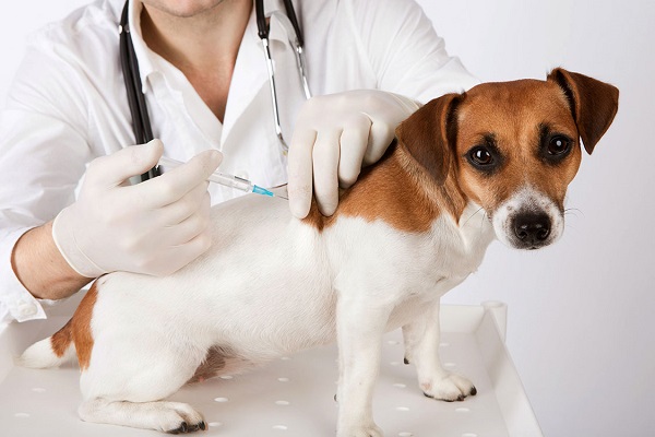vaccino al cane