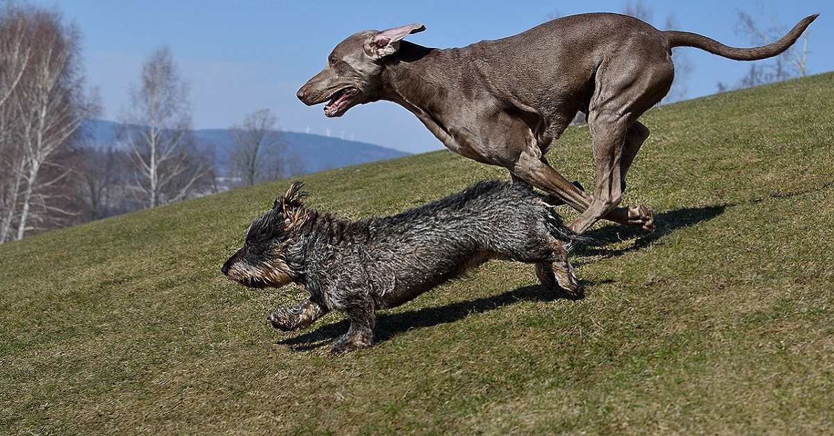 Quanti cani puoi possedere?