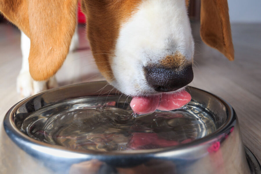 cane beve acqua pulita