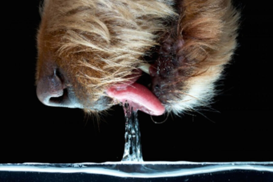cane che si idrata