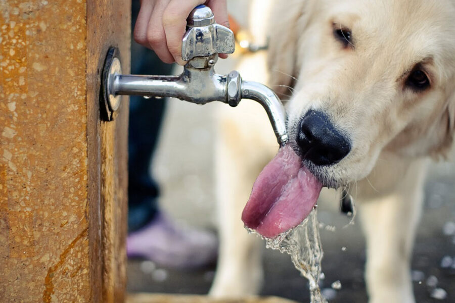 cane beve dal rubinetto