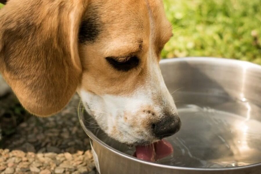 cane beve in giardino