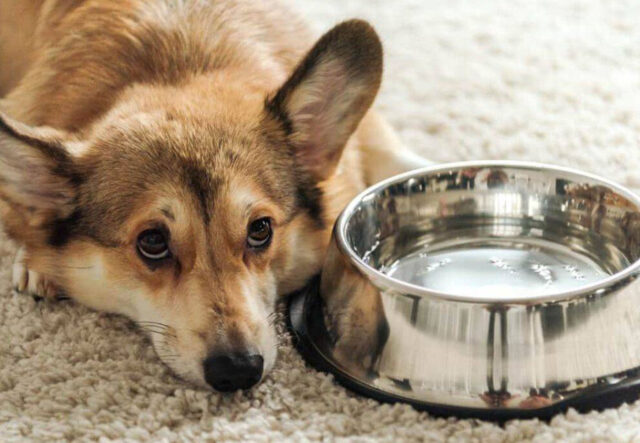 Quanto deve bere un cane, durante il giorno?