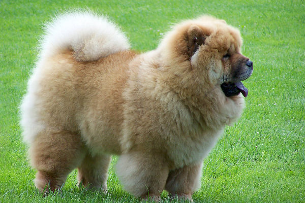 chow chow 