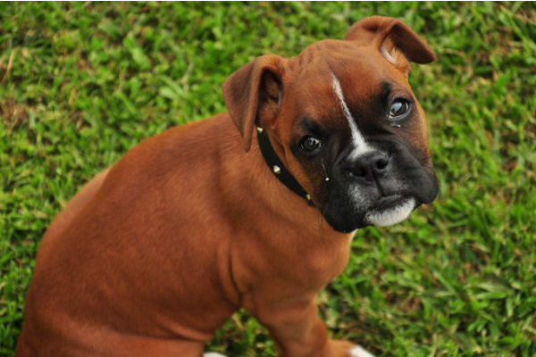 cucciolo di boxer