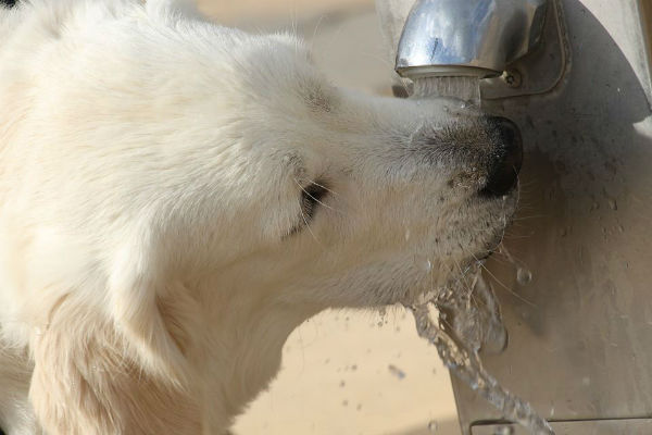 cane che beve