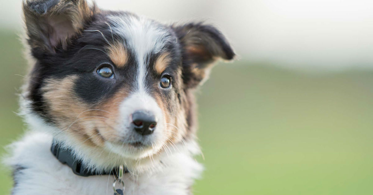 7 razze di cani a rischio d’estate (e come difenderle)