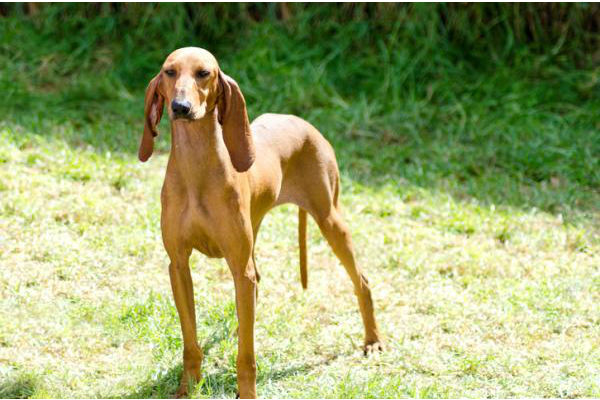 cane in giardino