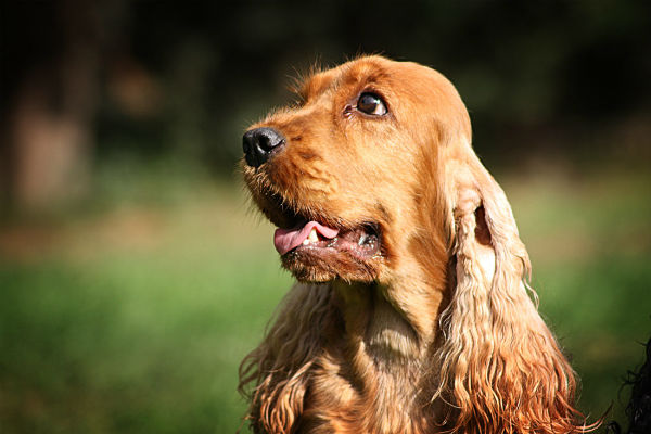 cane in giardino