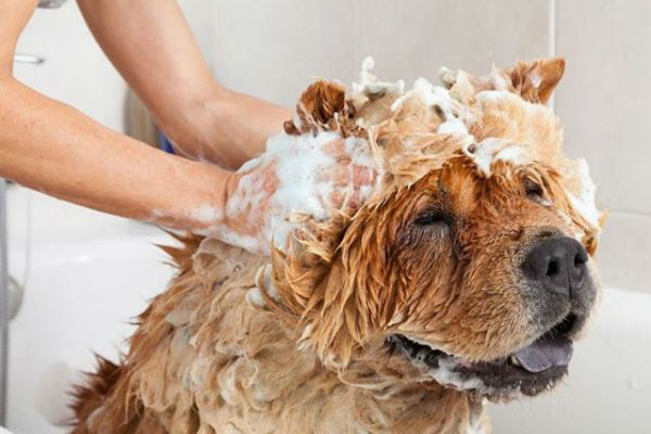 bagno al cane