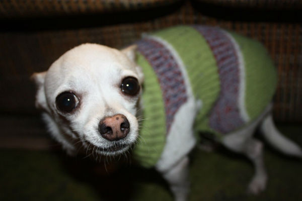 cane con il cappotto