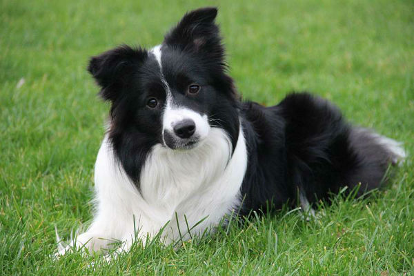 cane bianco e nero