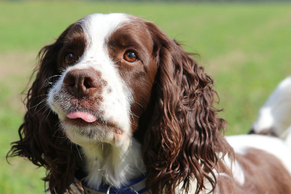 cane bianco e marrone