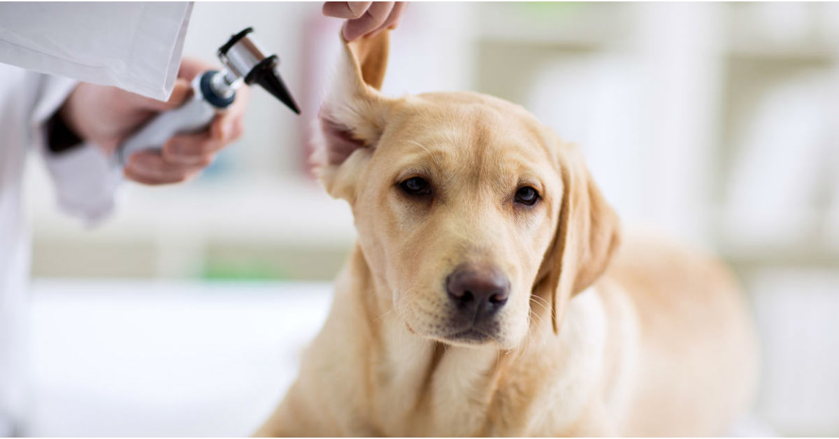 Razze di cani con infezioni alle orecchie: ecco quelle predisposte