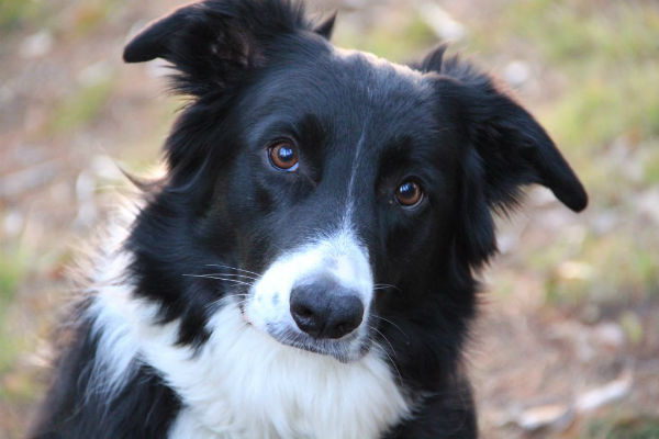 cane bianco e nero