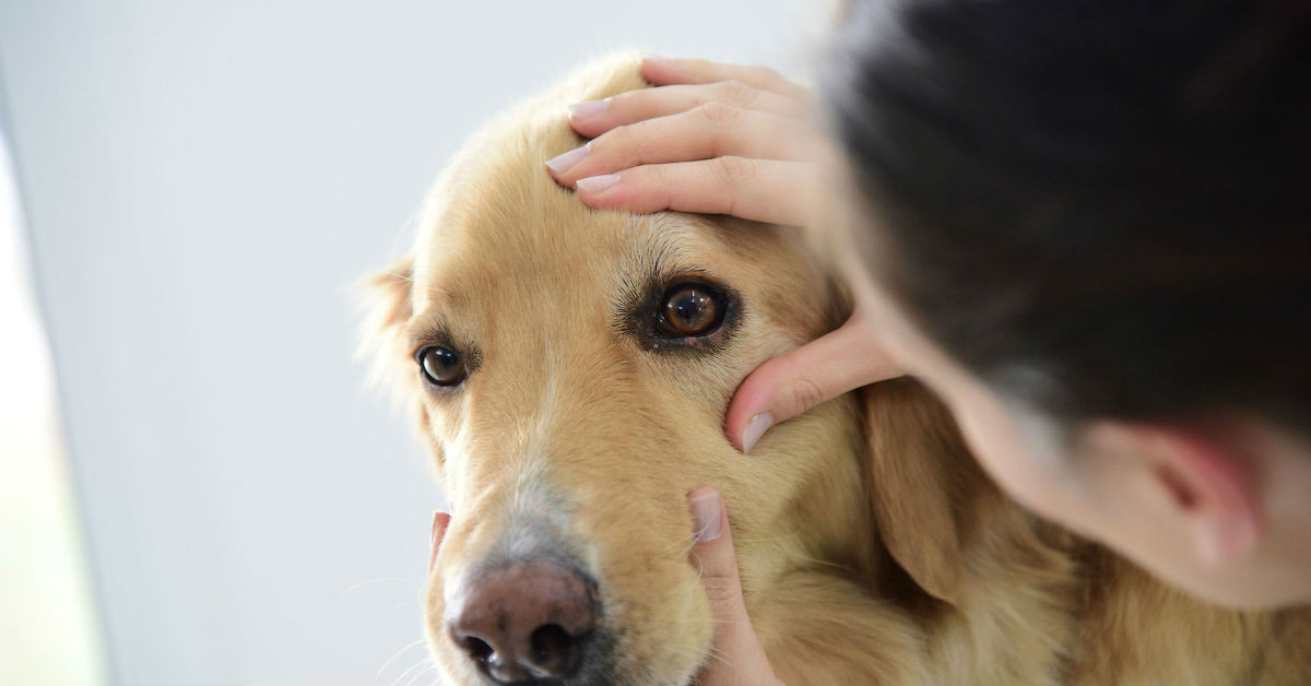 Emorragia retinica nel cane: cosa bisogna fare