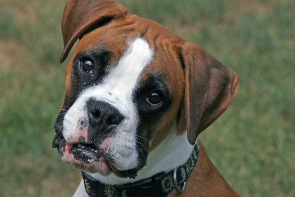 cucciolo di boxer