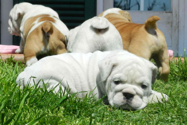 cuccioli di cane