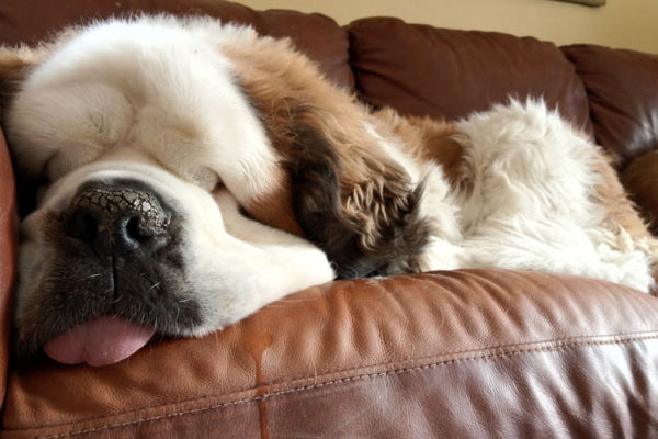 cane che dorme sul divano