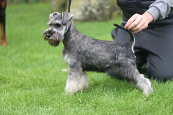 cane in giardino