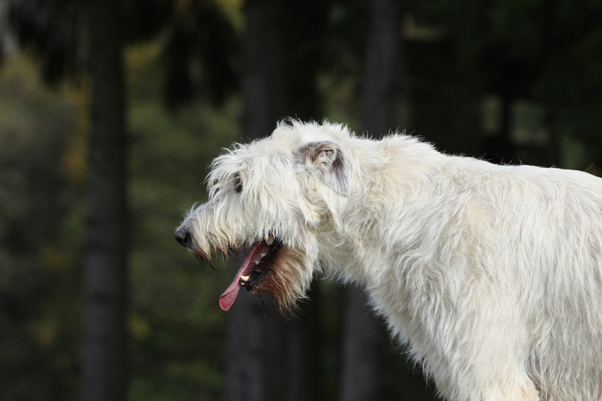 cane con difficoltà a respirare