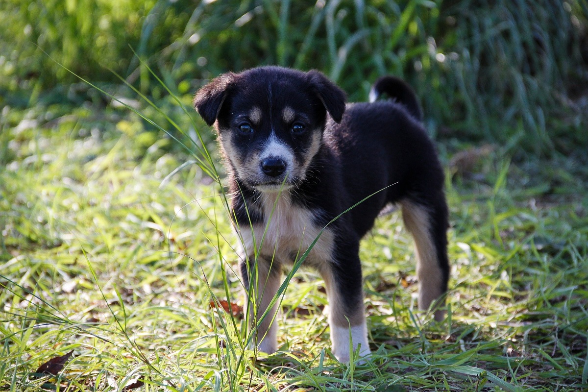 cucciolo di cane in campagna