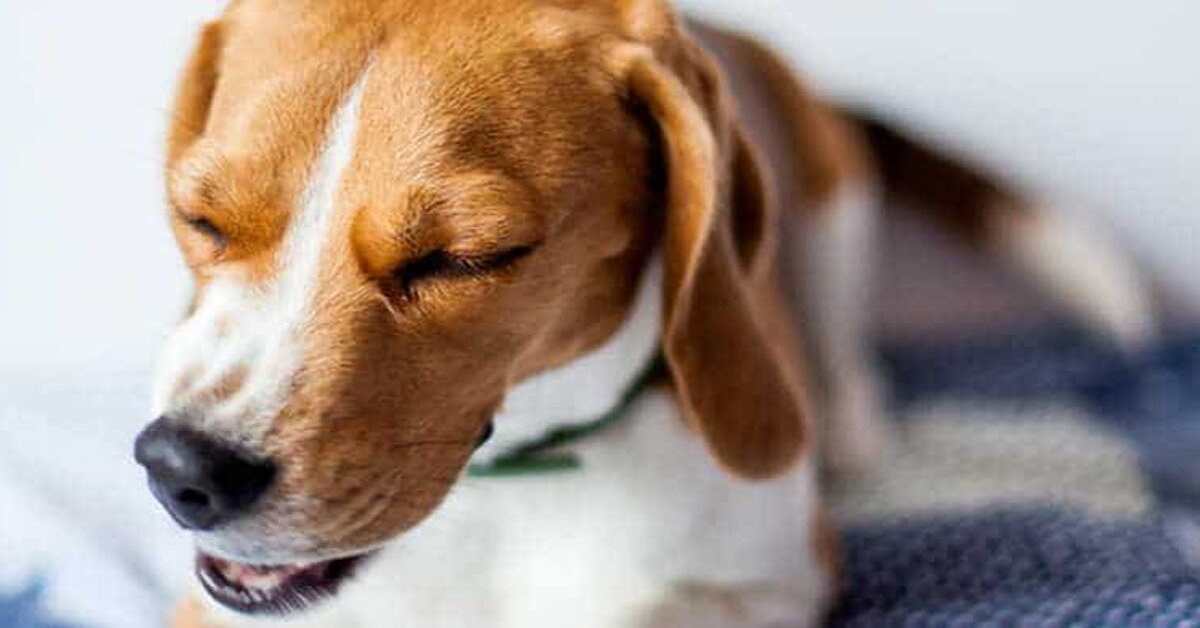 Rimedi tosse cane, naturali e sicuri: ecco i migliori