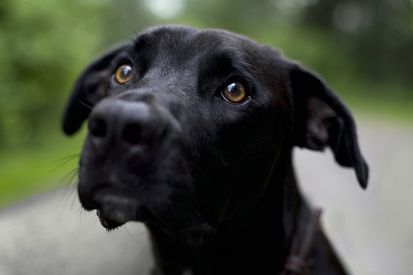 cane guarda su