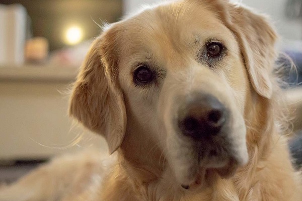 cane labrador