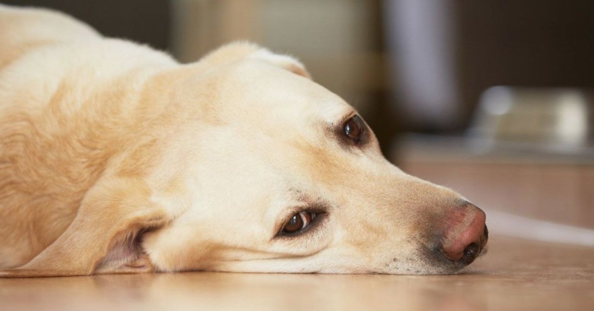 Sindrome di Wolff Parkinson White nel cane: cosa sapere