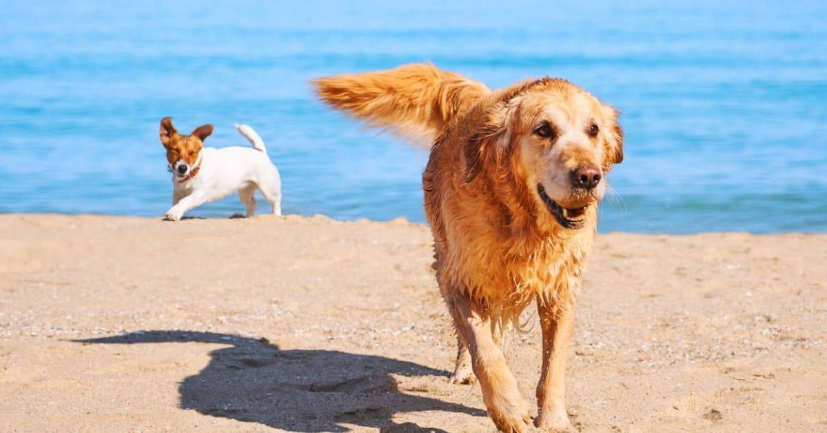 Spiagge libere per cani in Liguria: si nuota con Fido