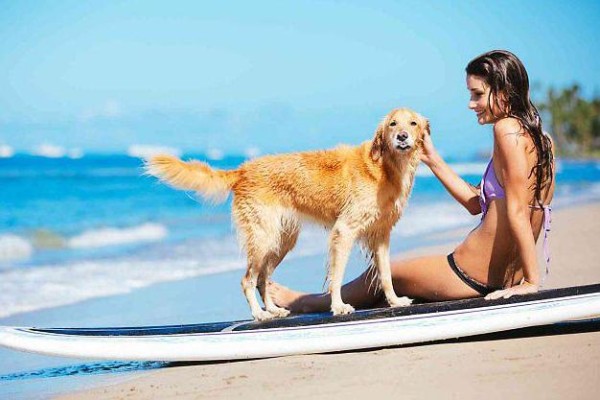 cane con tavola da surf