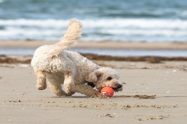 cane gioca in spiaggia