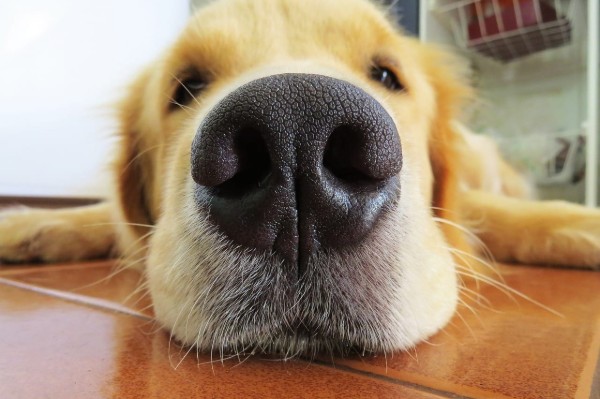 un cane sdraiato a terra