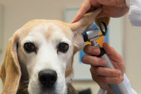 cane dal veterinario