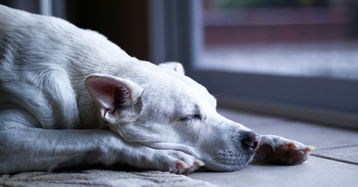 Test per l’udito dei cani: tutto quello che c’è da sapere