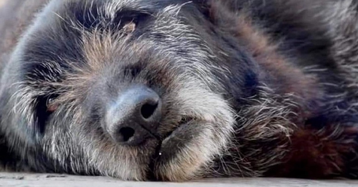 Trani, il cane nerone ci lascia dopo 14 lunghi anni