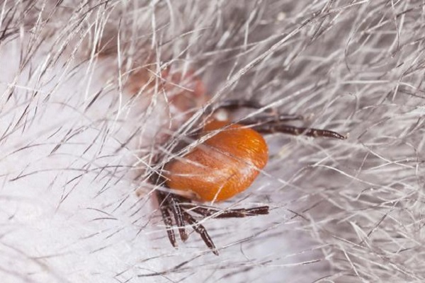 macro zecca sul cane