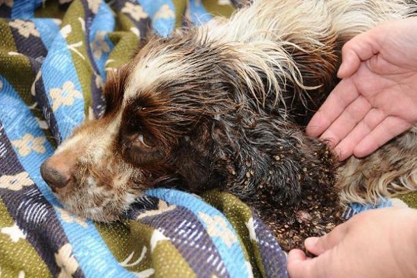 cane sporco e poco curato