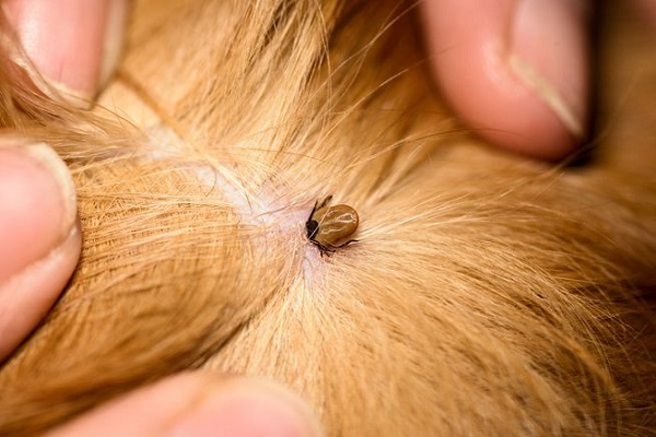 zecca tra il pelo del cane