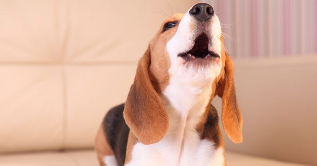 Comunicazione sonora del cane: abbaiare, ululare e sospirare