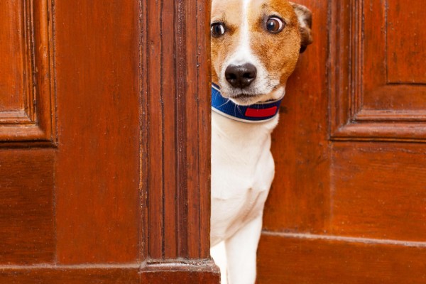 un cane che spia da dietro la porta