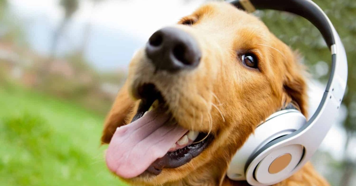 Cani e musica: riescono ad ascoltarla? Qual è la preferita?